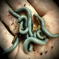 Rutilans Millipede