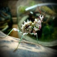 Spiny Flower Mantis (Pseudocreobotra wahlbergii)
