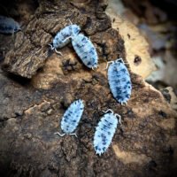 Porcellio Scaber 'Dairy Cow'