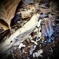 Bio-Mix living soil starter