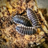 Porcellio hoffmanseggi