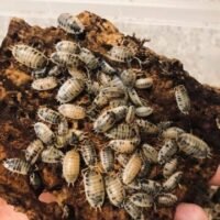 Porcellio laevis 'Dairy Cow'