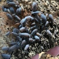 Porcellio pruinosus 'powder blue'