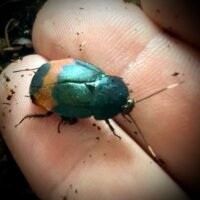 Giant Flower Cockroach